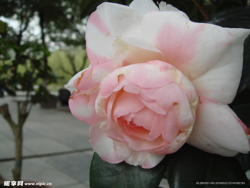 茶花
