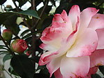 茶花
