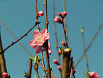 梅花2
