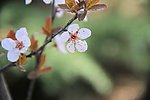 梅花