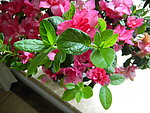杜鹃花