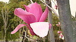 美丽花卉