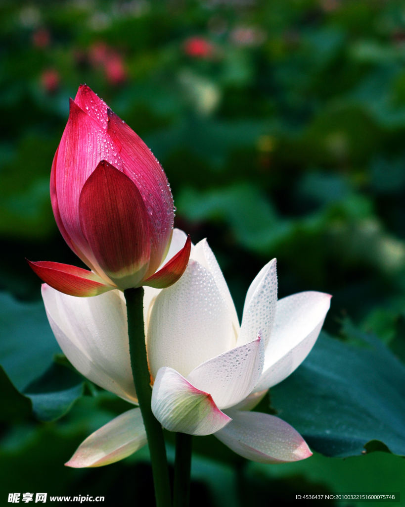 荷花