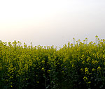 油菜花
