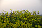油菜花
