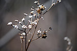 《脆弱》 枯萎 花草特写镜头