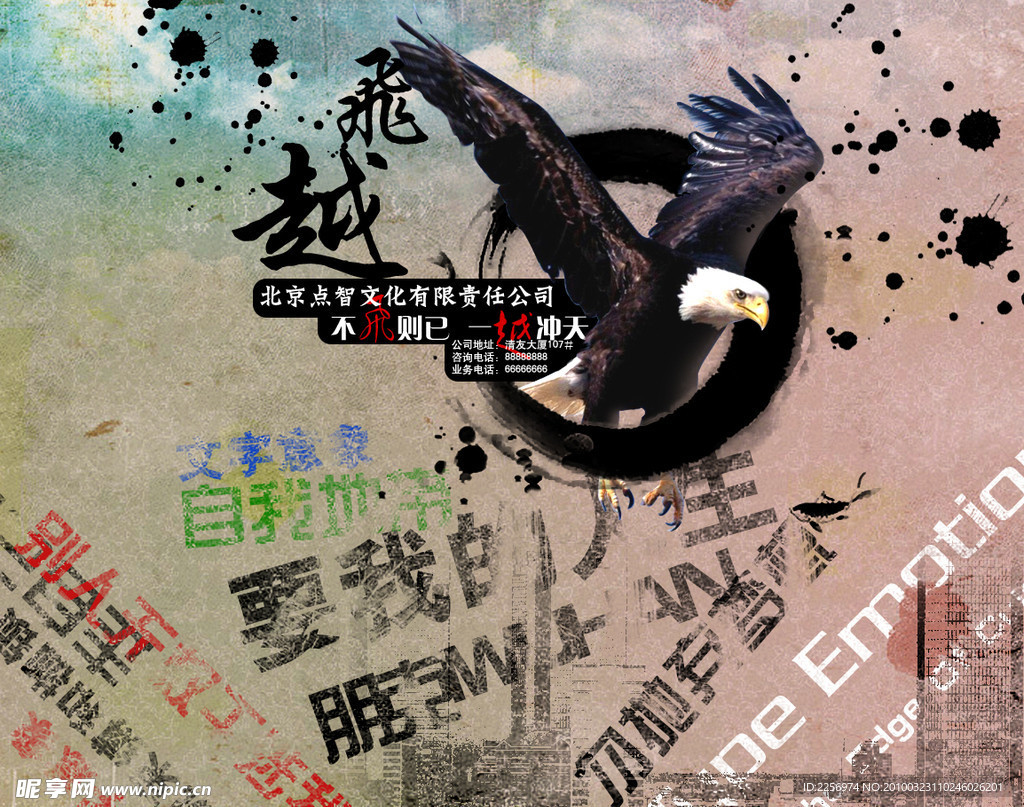老鹰