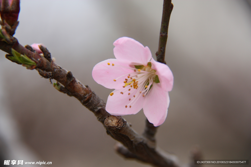 三月桃花