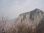 山花