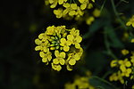 油菜花特写