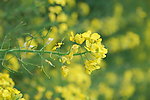 油菜花特写