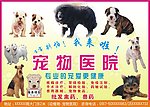 宠物