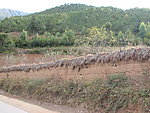 丽江