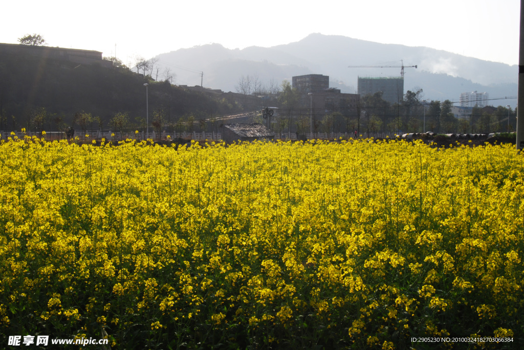 油菜花