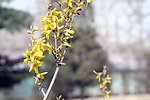 花卉