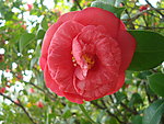 茶花