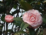 茶花