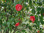 茶花