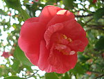 茶花