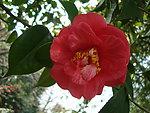 茶花