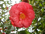 茶花