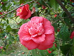 茶花