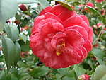 茶花