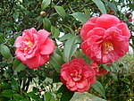 茶花