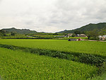 田园风光