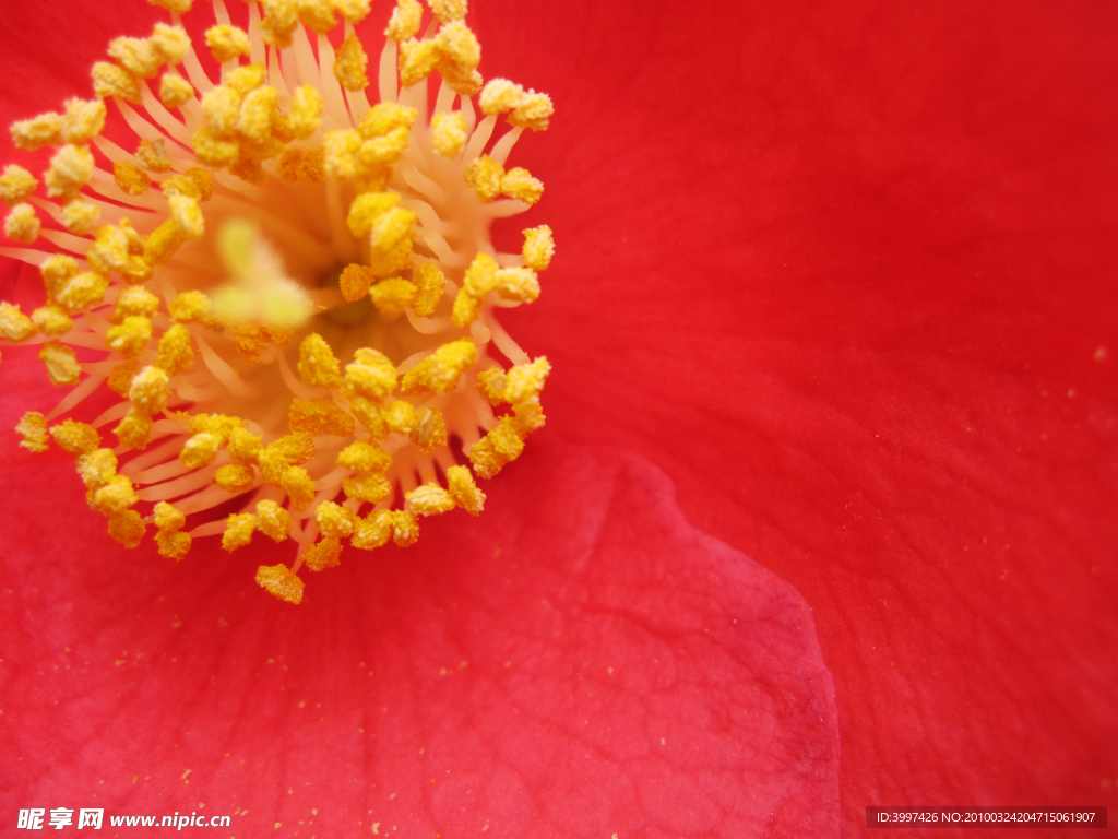 花蕊