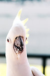鹦鹉
