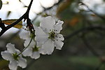 梨花绽放