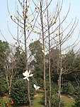 茶花