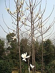 茶花