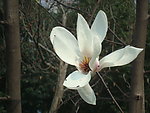 茶花