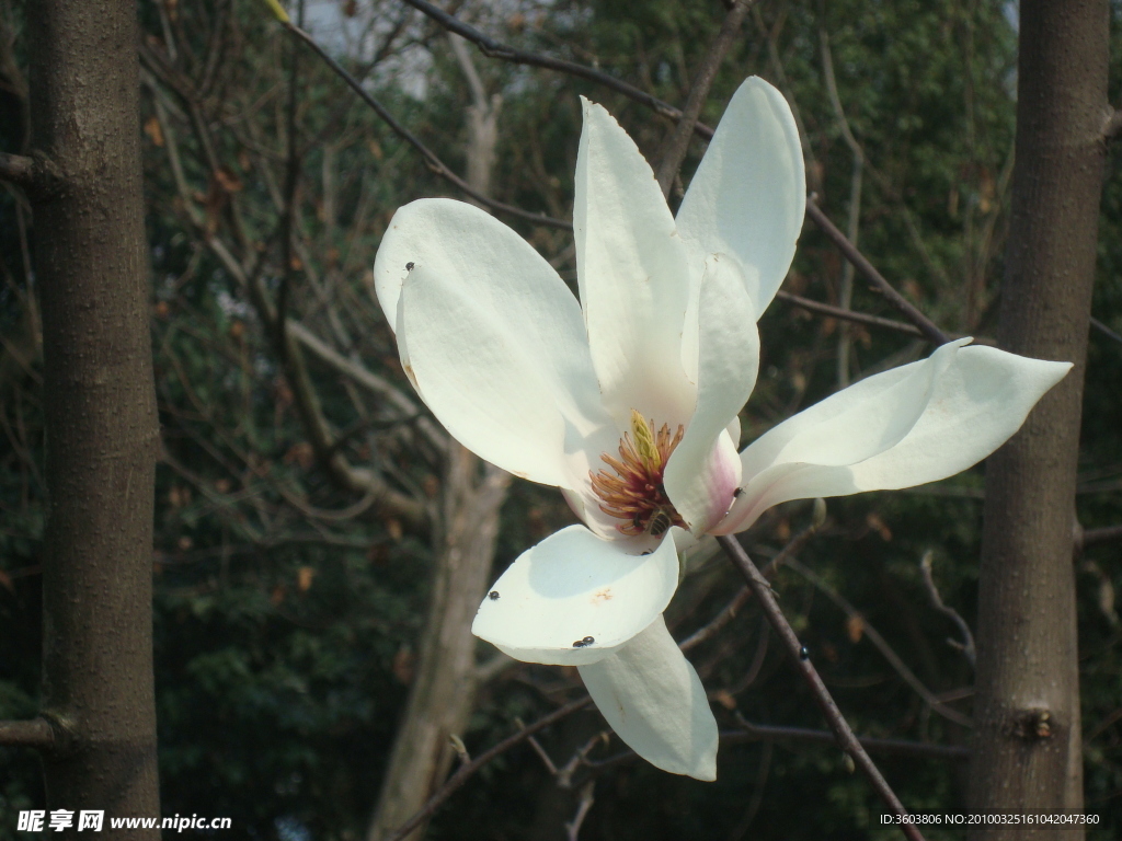 茶花