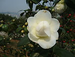 茶花