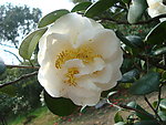 茶花
