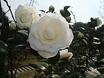 茶花