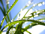花草树叶类 绿色植物