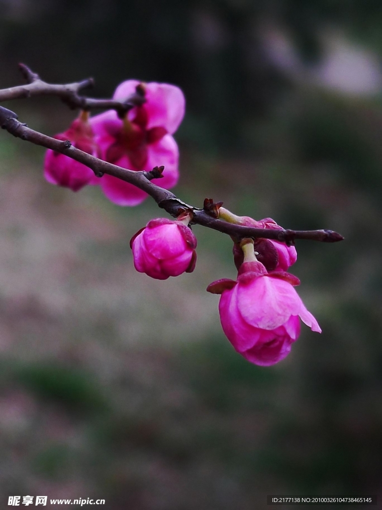 桃花