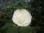 茶花