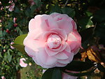 茶花