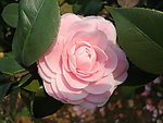 茶花
