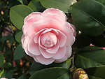 茶花