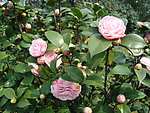 茶花