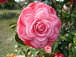 茶花