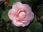 茶花