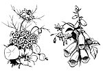 美丽花丛