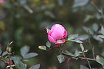 花开月季